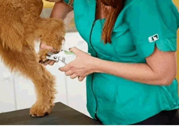 Cortaúñas Andis Small Nail Clipper Perros Y Gatos Mascotas