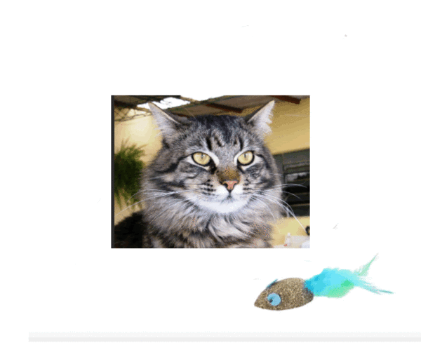 Juguete Interactivo Catnip Con Plumas